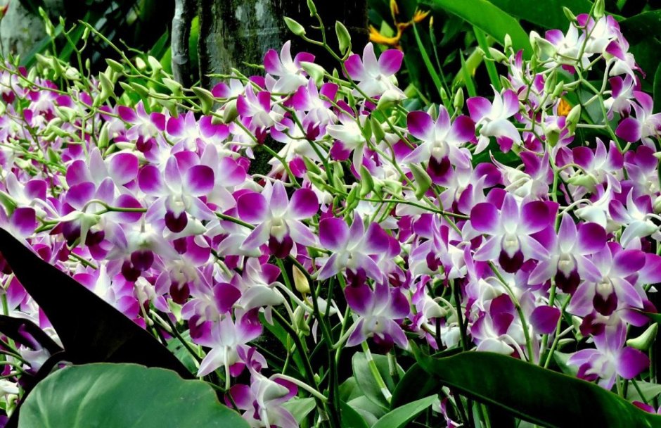 Орхидея Цимбидиум синяя