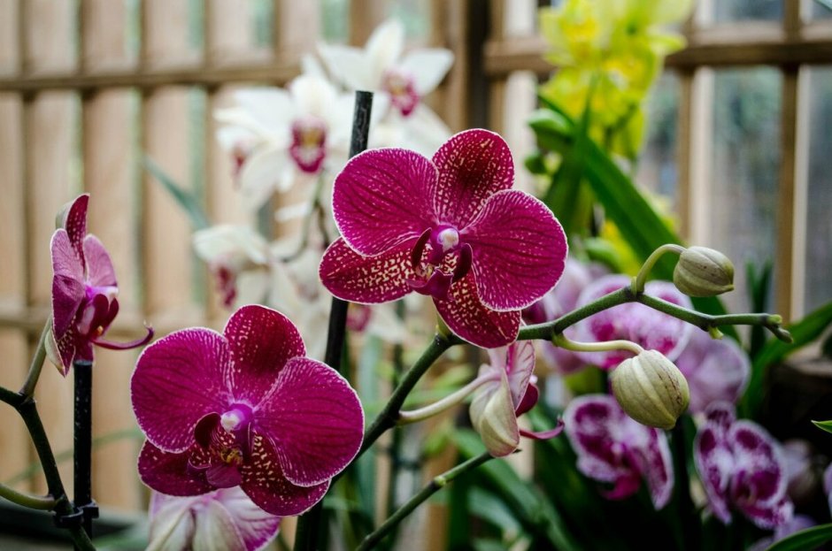 Свисающие орхидеи