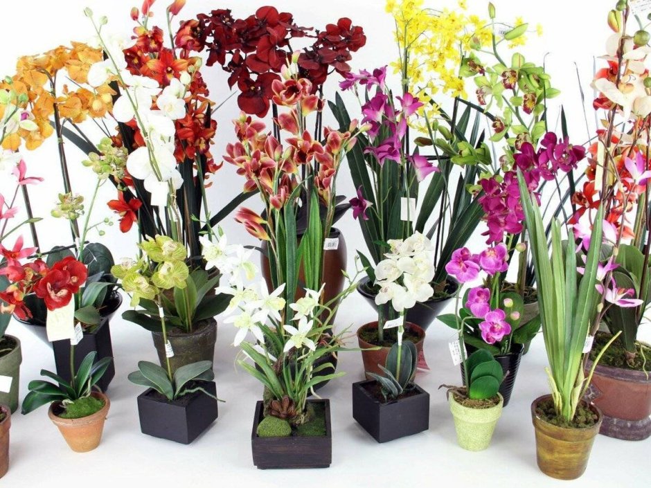 Орхидеи сорт микс