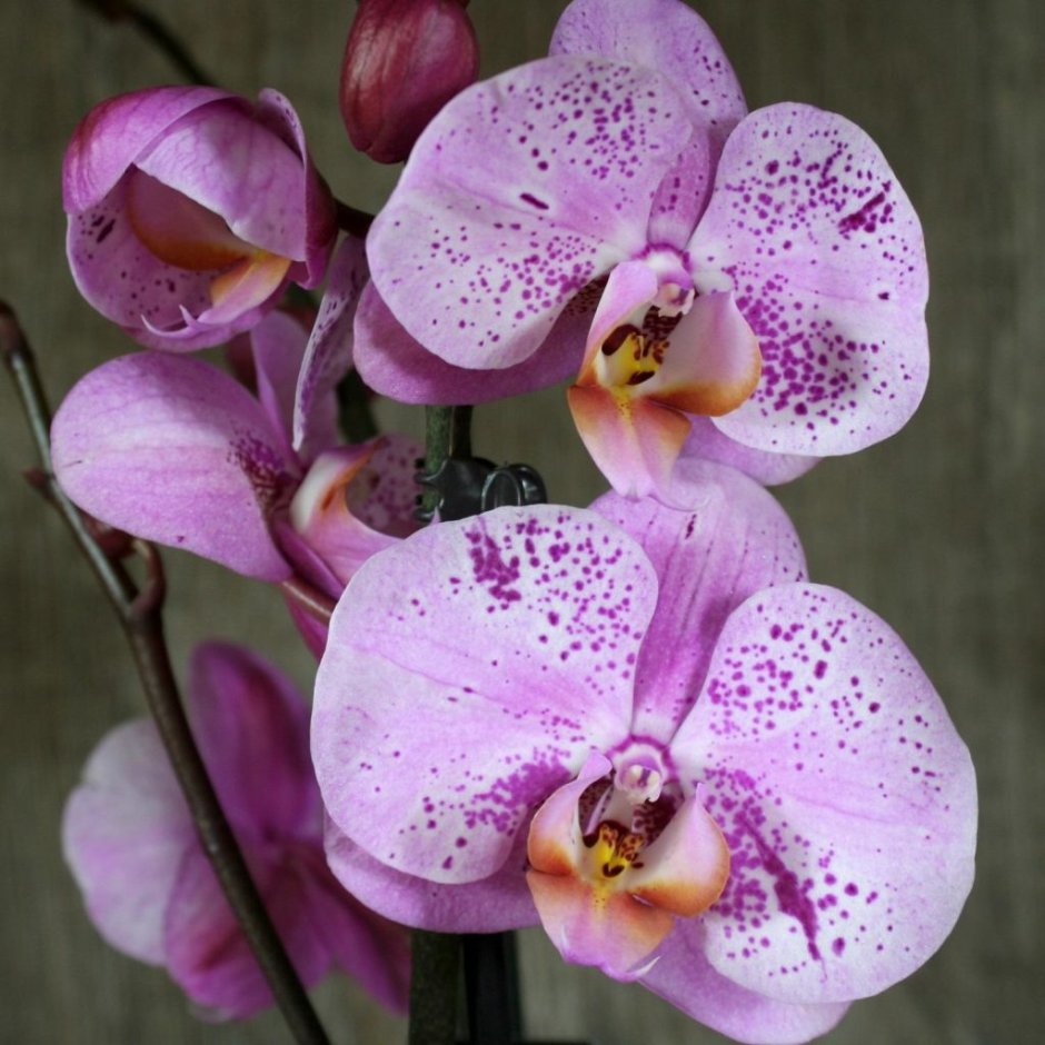 Орхидные фаленопсис