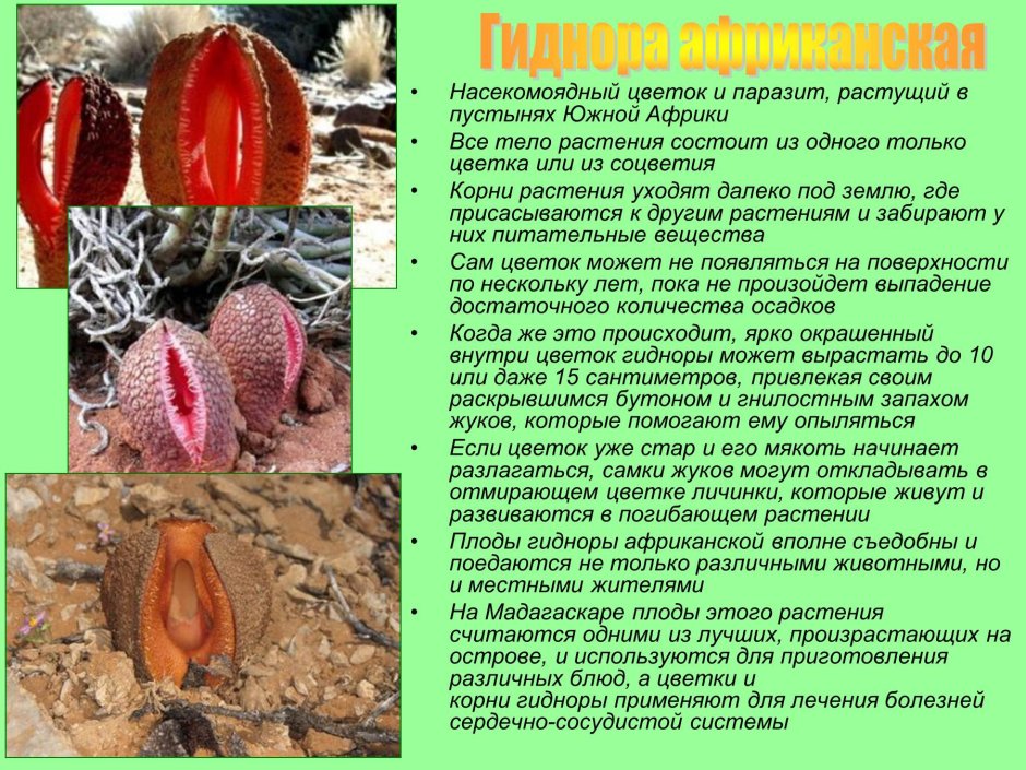 Паразитаксус растение паразит