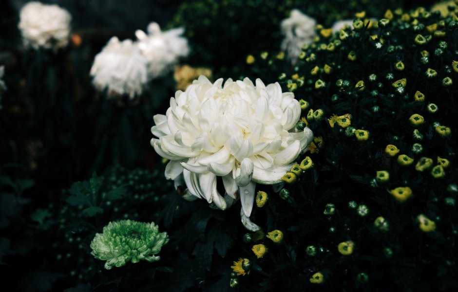 Хризантемы белые Эксибишн