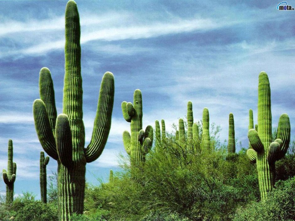 Мексика кактусы Сагуаро
