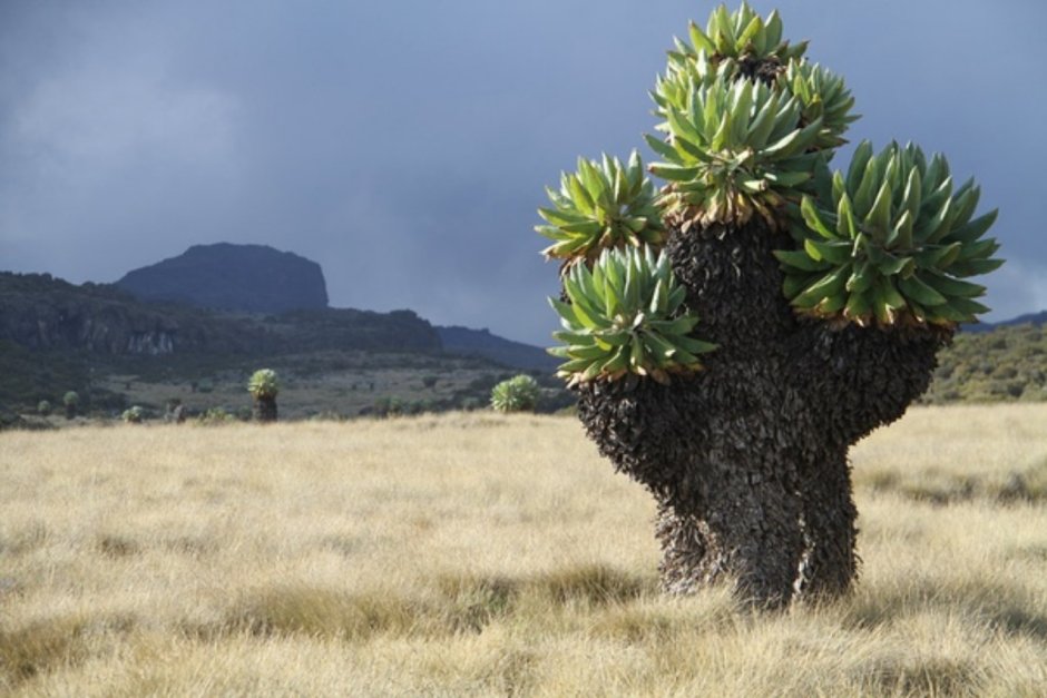 Килиманджаро гигантский крестовник