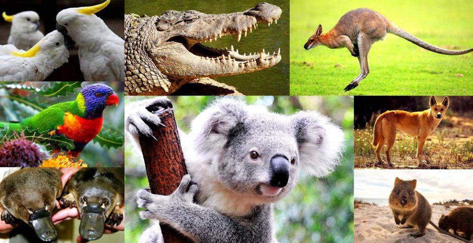 Эндемичные животные Австралии