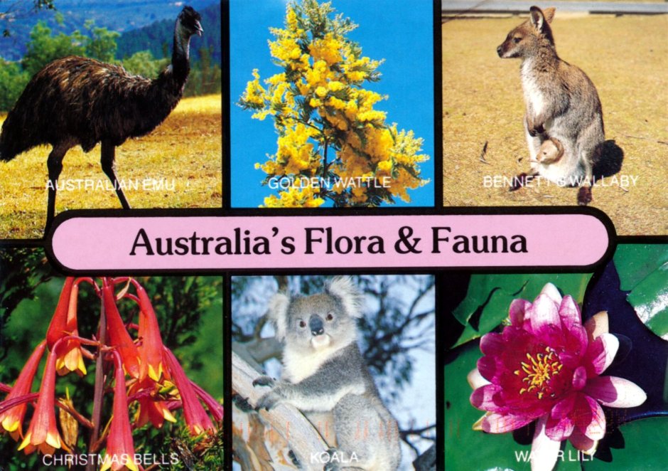 Флора и фауна Австралии на английском