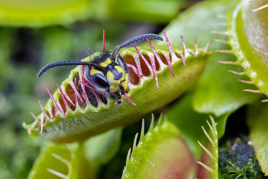 Хищные растения едят насекомых