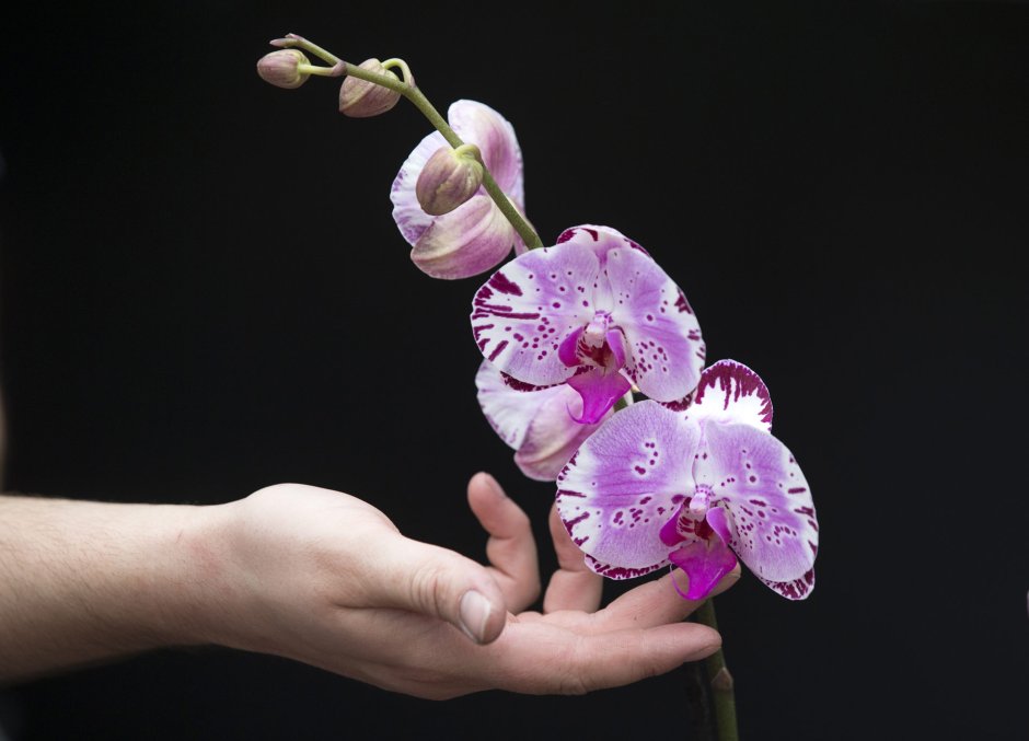 Орхидея Даймонд Скай