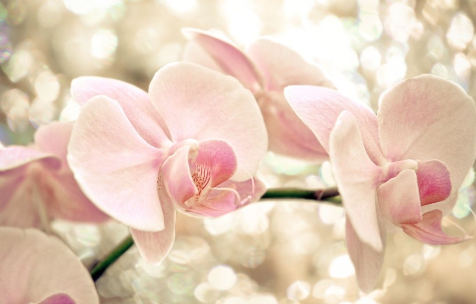 Орхидея высокое разрешение