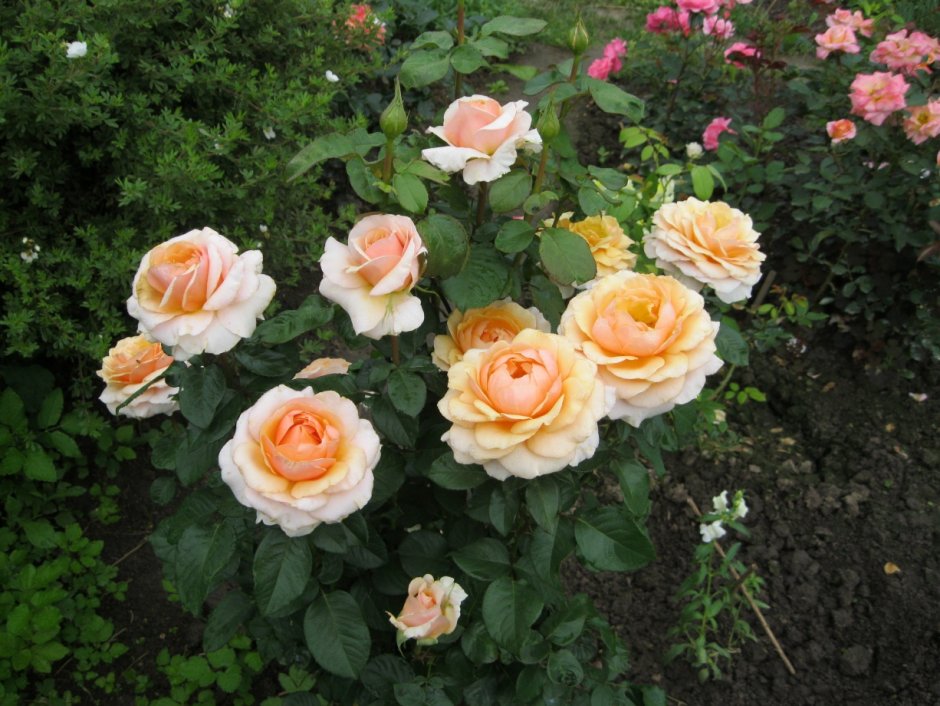 Sue Hipkin роза
