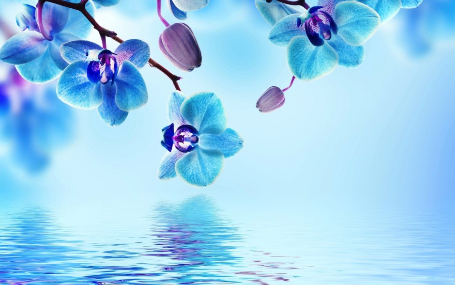 Красивый голубой фон с цветами