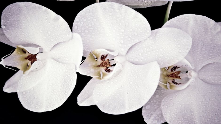 Орхидея Пескара