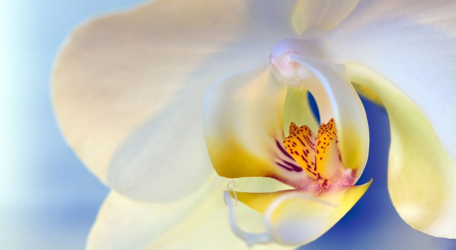 Макросъемка Орхидея белая