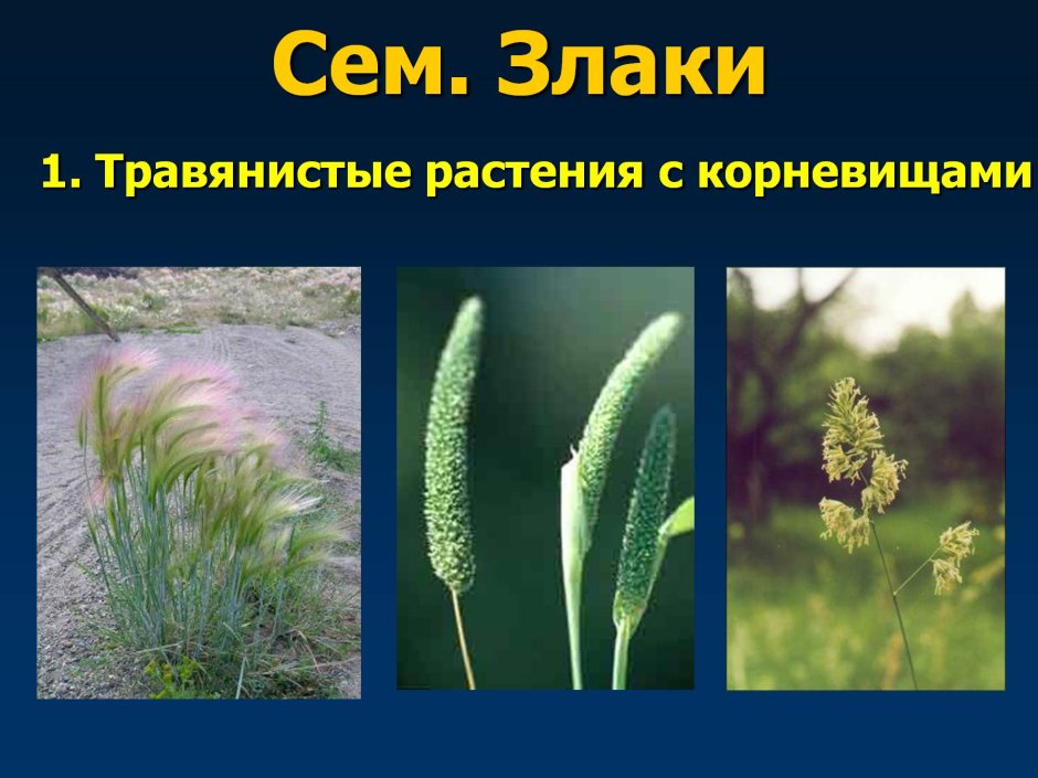 Однодольные растения растения