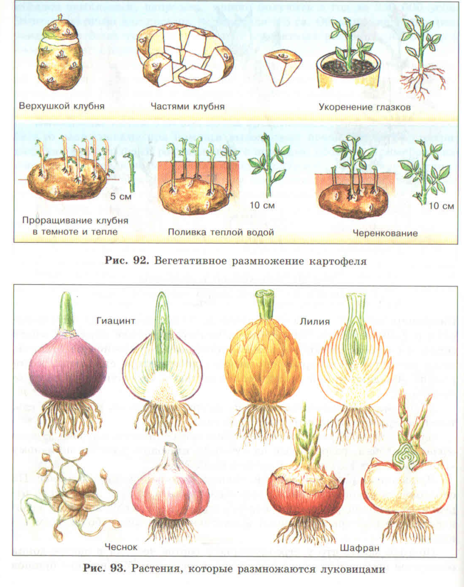 Схема луковицы репчатого лука