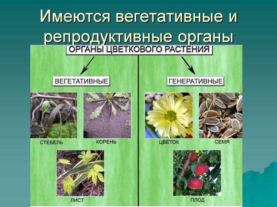 Двудольные растения семейство Пасленовые