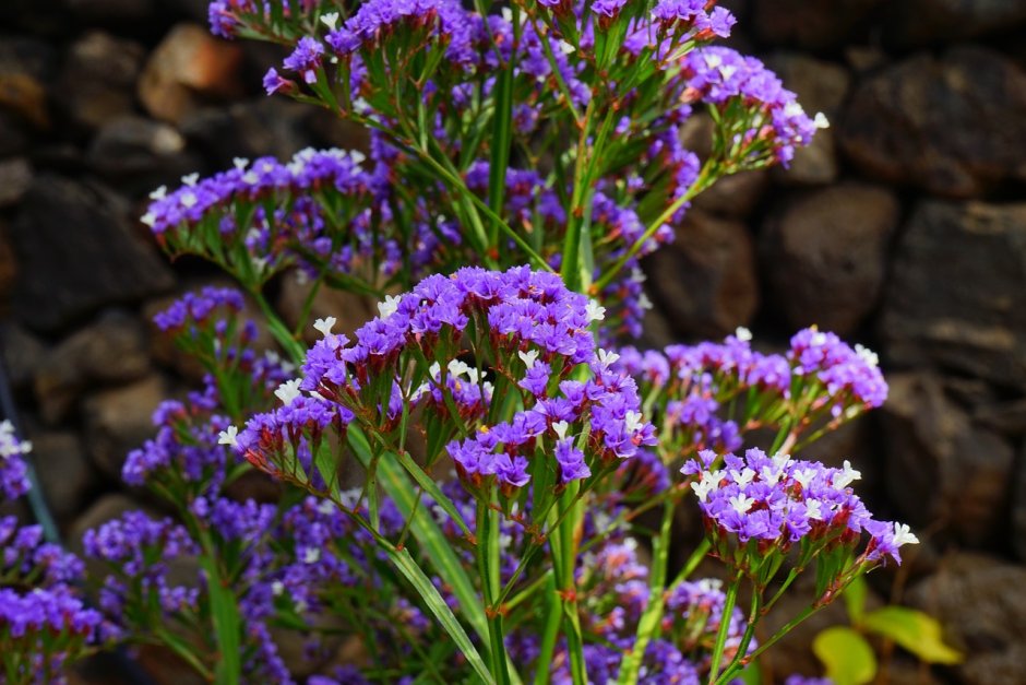 Limonium perezii (Sea Lavender)