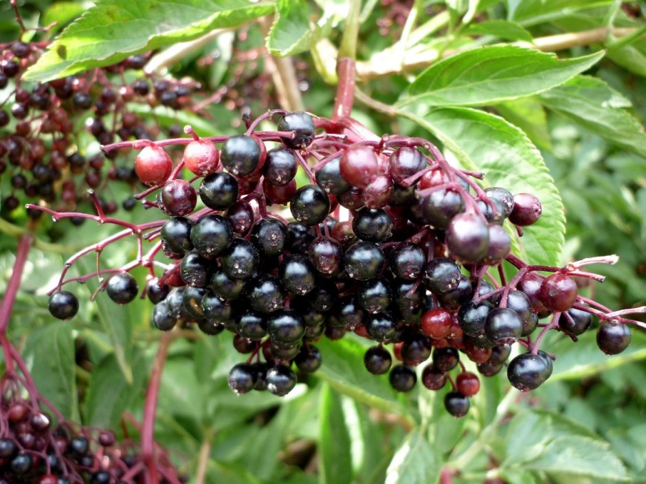 Черная ягода Elderberry