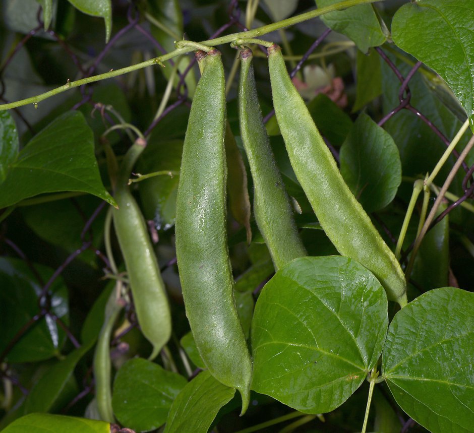 Фасоли Phaseolus vulgaris
