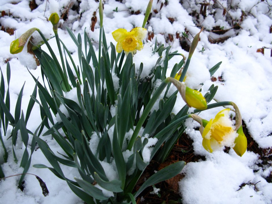 Нарциссы под снегом