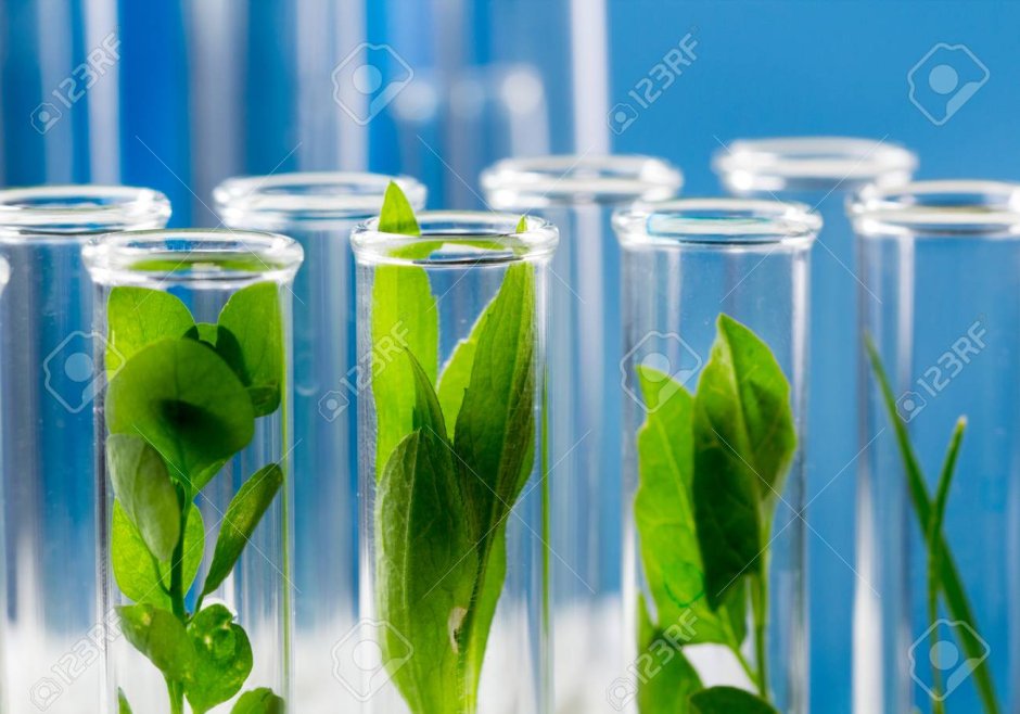 Термотерапия растений in vitro