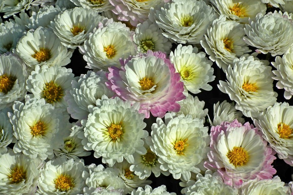 Хризантема кустовая серенити свит