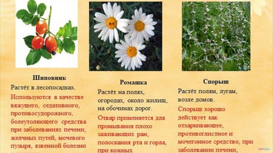 Лекарственные растения Кубани