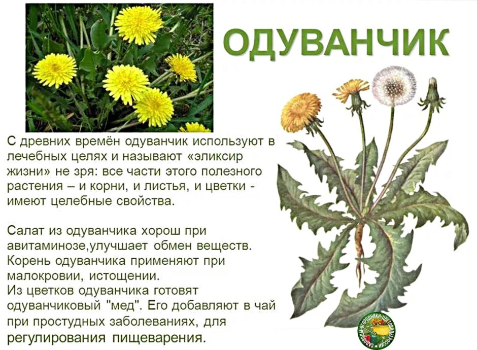 Лекарственные травы Кубани фото