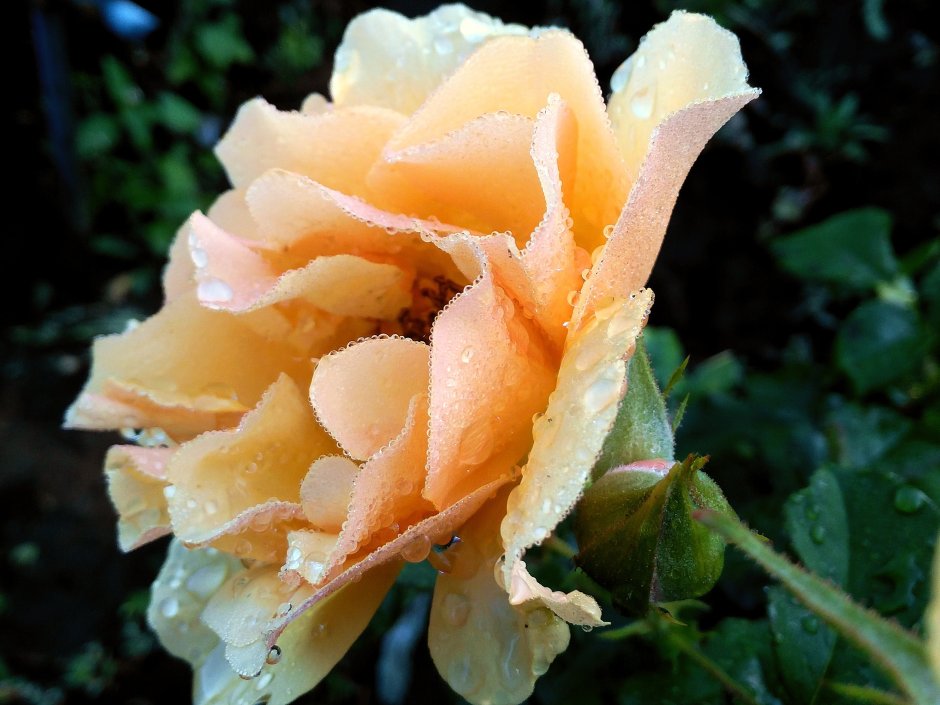 Амбер Сан Amber Sun роза