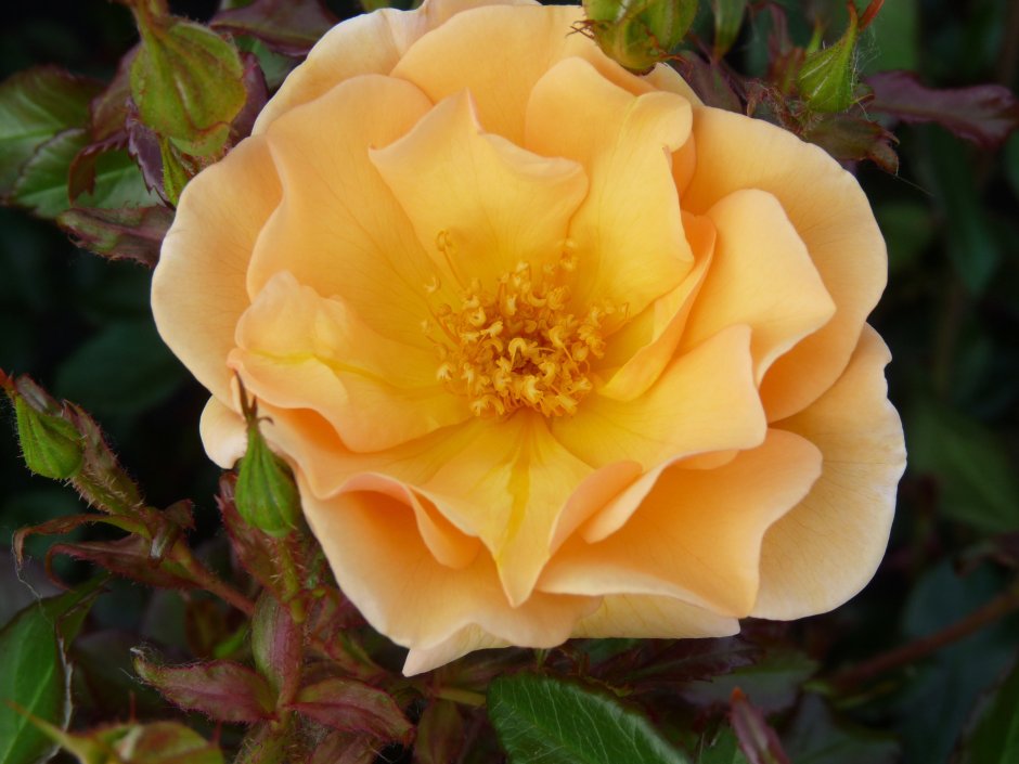 Роза • Amber Flower Carpet