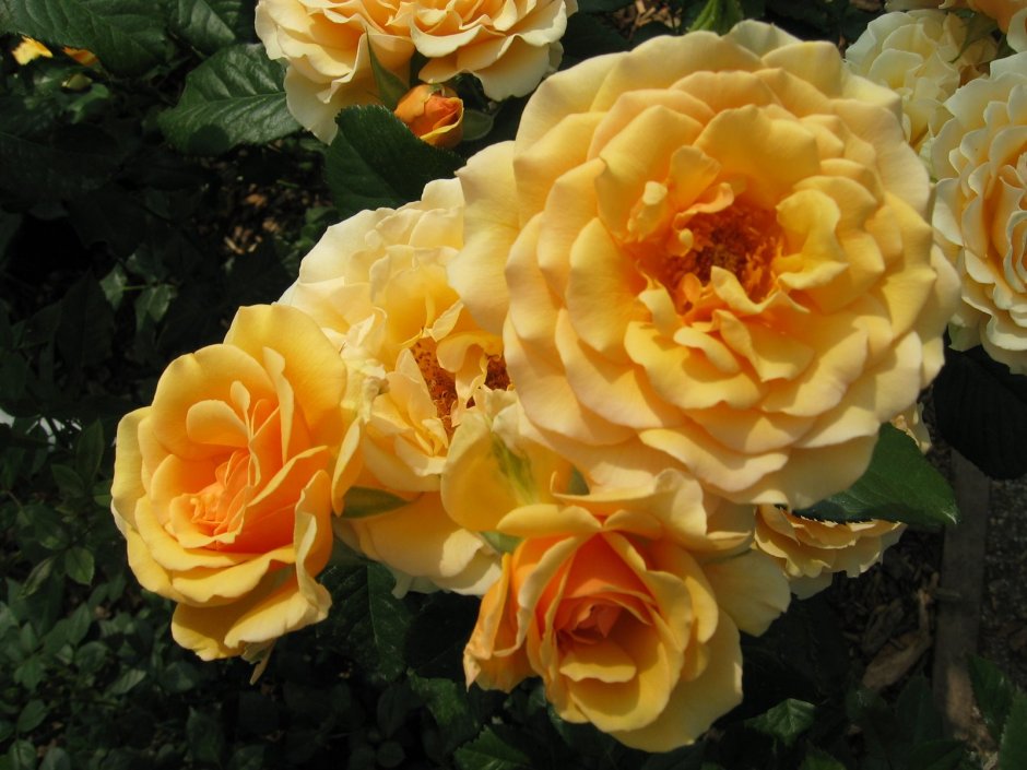 Роза Yellow Queen флорибунда
