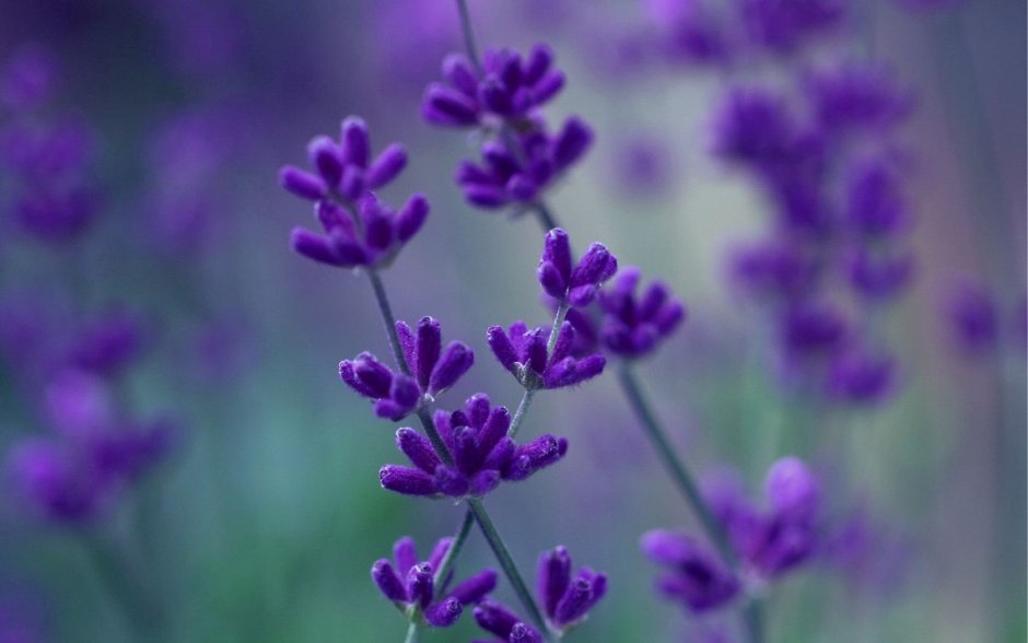 Фиолетовые цветочки