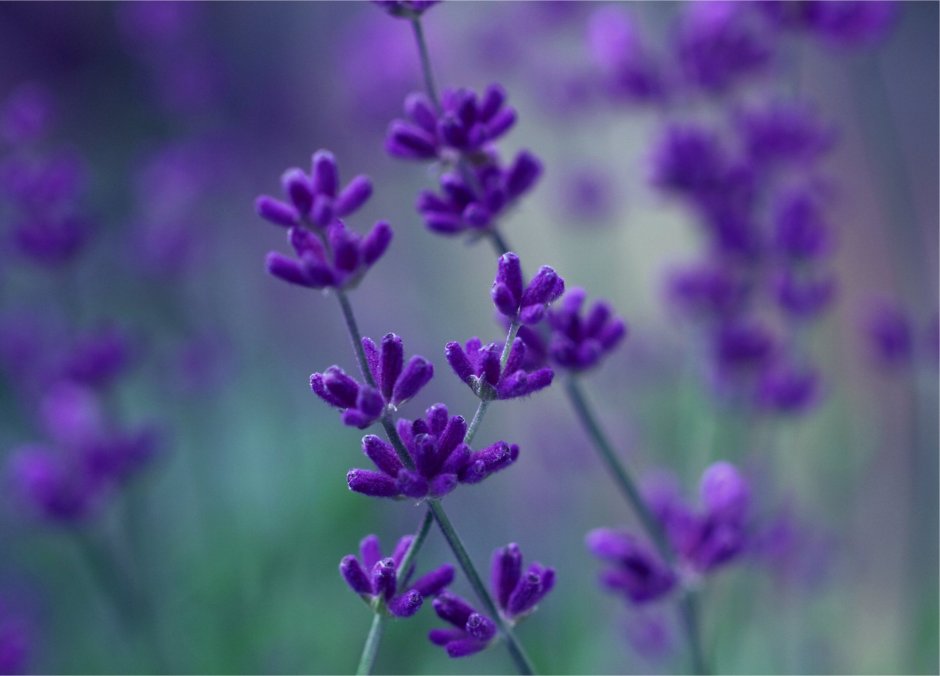 Цветок лаванды макроснимок
