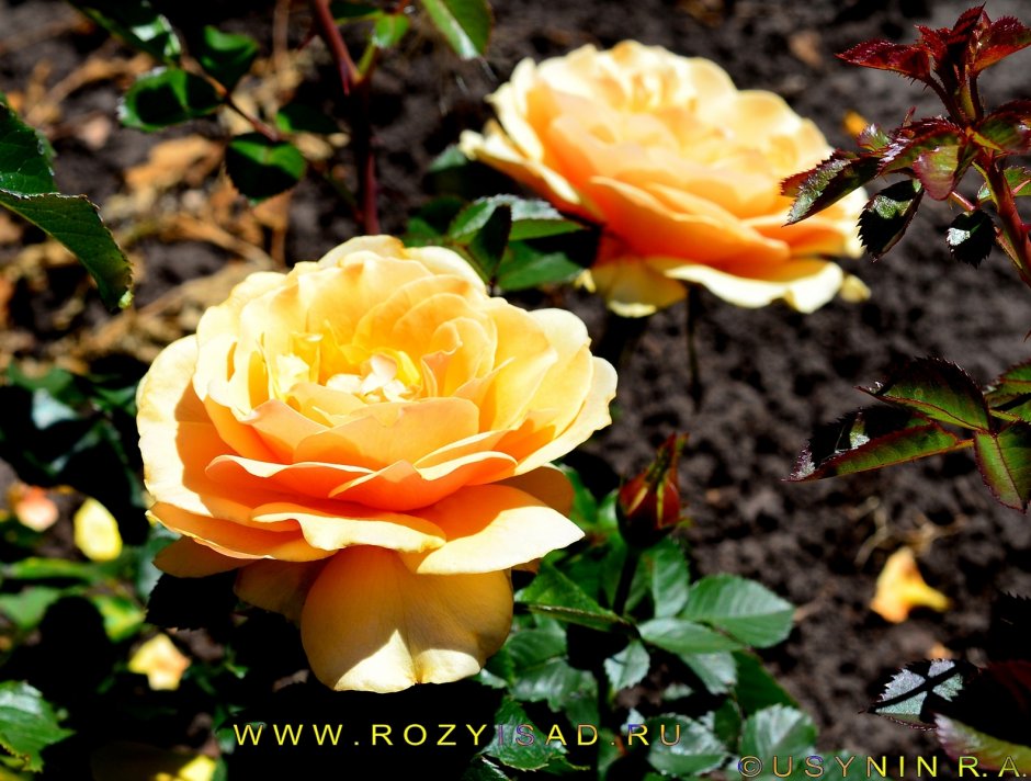 Роза Янтарная Королева фото и описание