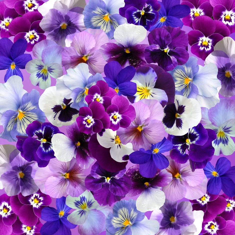 Анютины глазки цветы фиолетовые