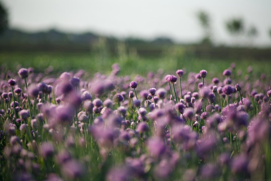 Маленькие фиолетовые цветочки полевые