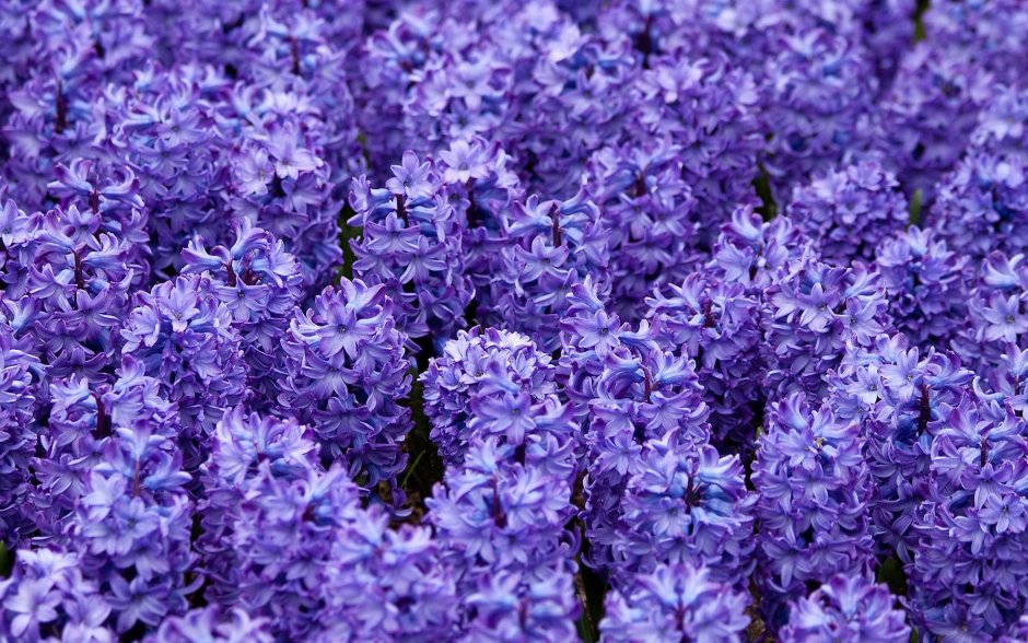 Фиолетовый гиацинт цветок