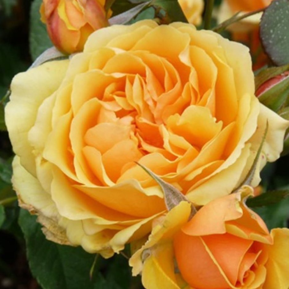 Роза амбер квин