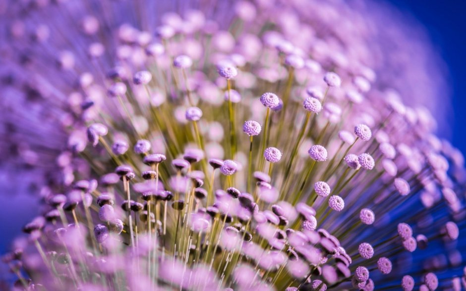 Фиолетовые цветы макро
