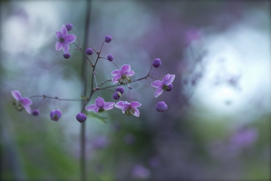 Маленькие фиолетовые цветочки