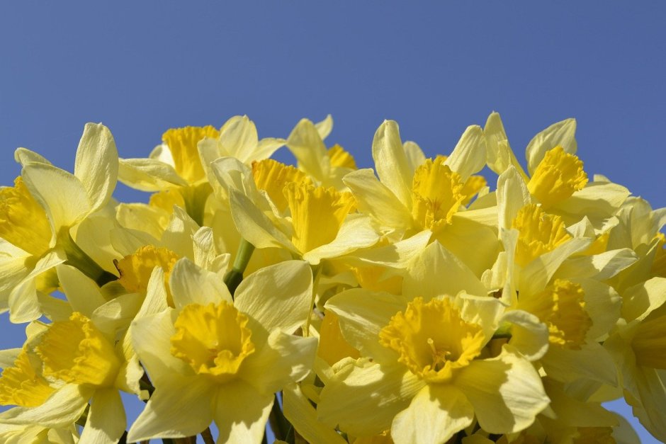 Желтые цветы нарциссы букет