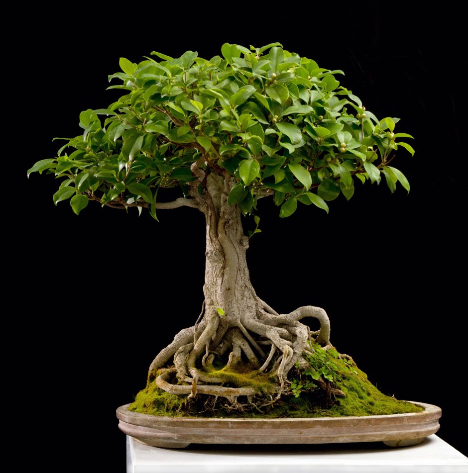 Бонсай Ficus retusa