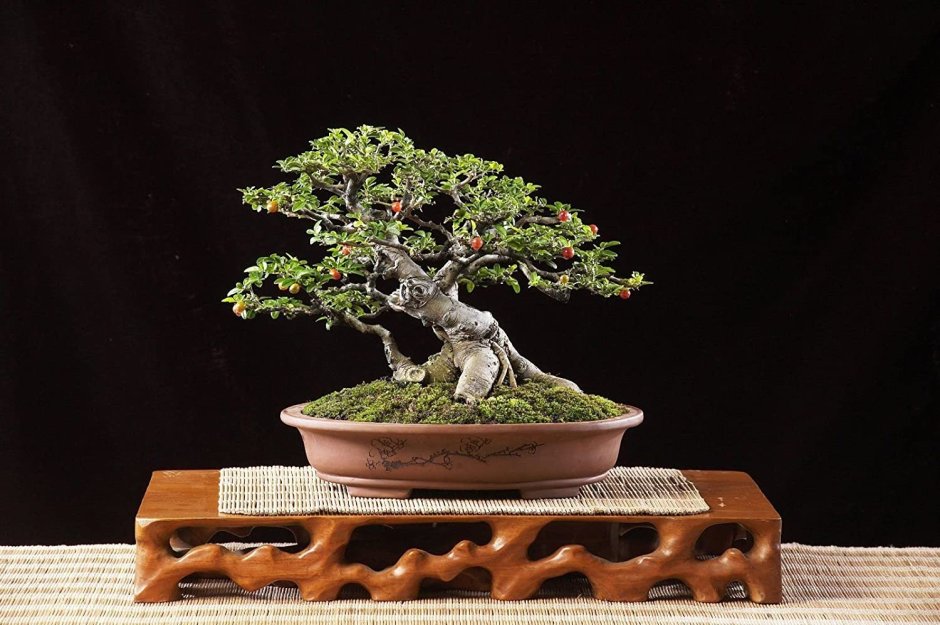 Ficus religiosa бонсай