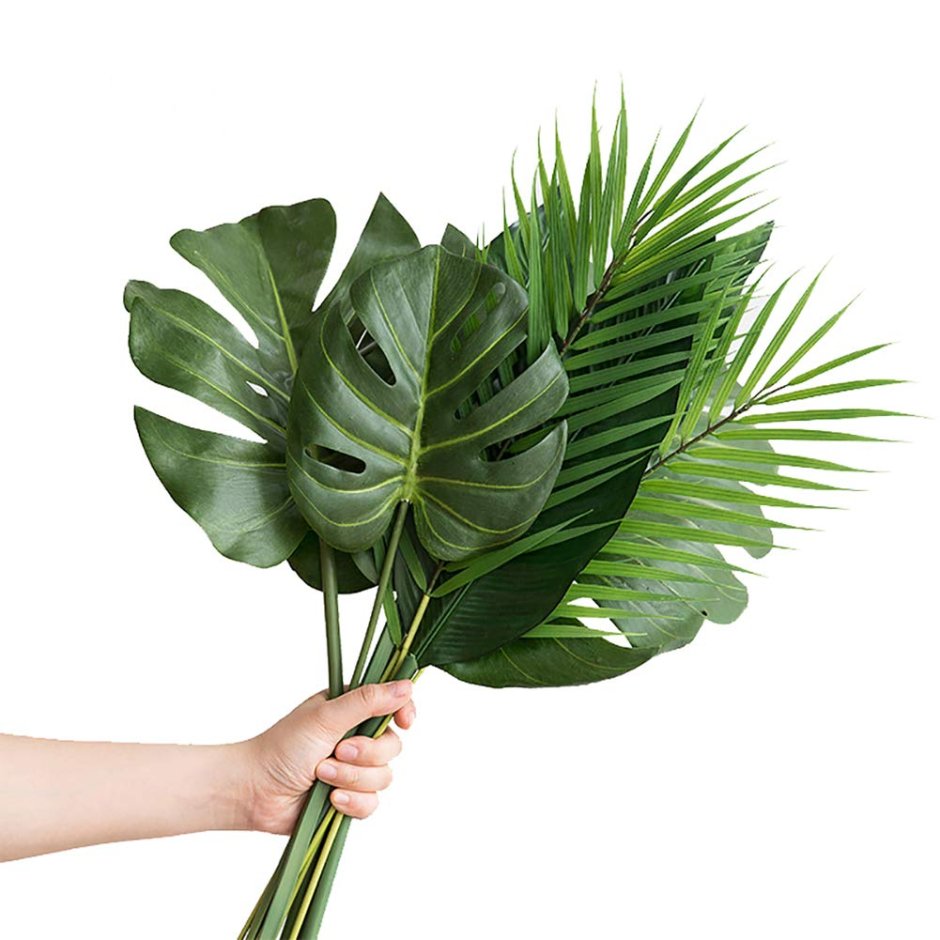 Пальма Monstera