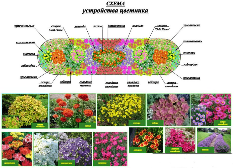 Схема рабатки из многолетников непрерывного цветения