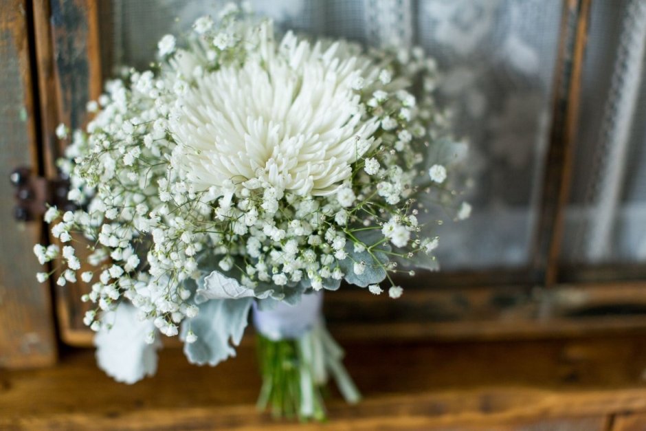 Хризантема белая невеста