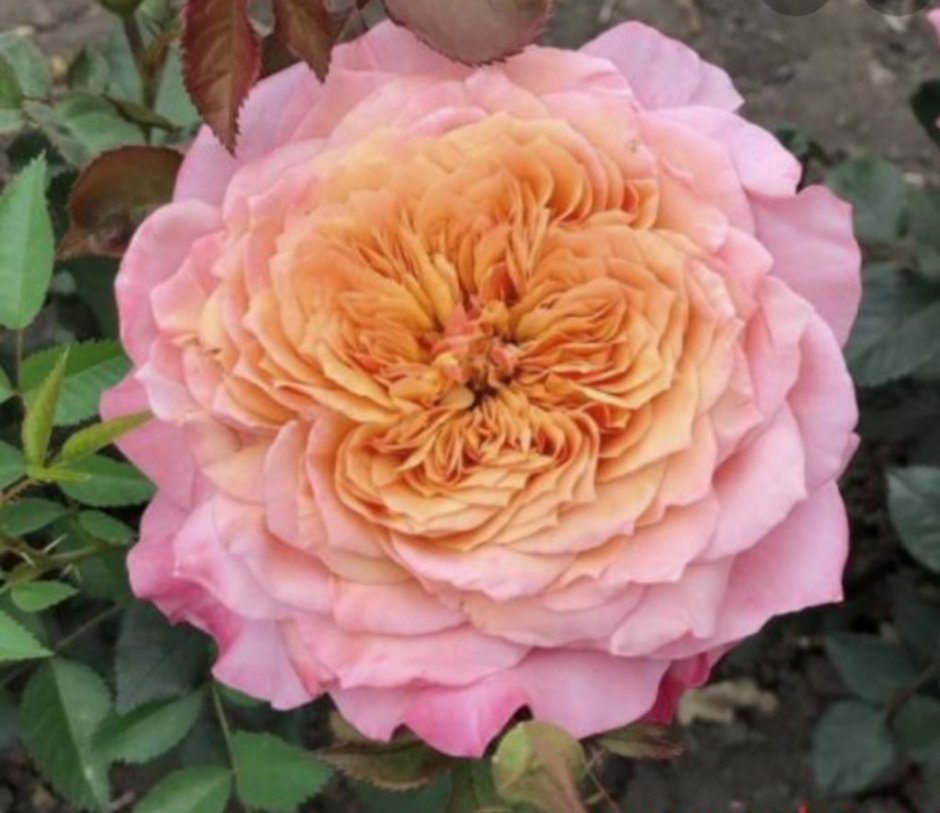 Японская роза Тсумуги