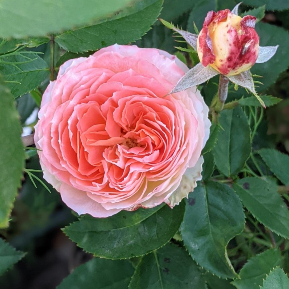 Роза Японская Принцесса Миюки