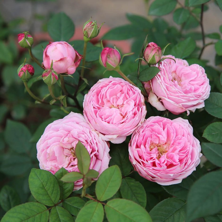 Роза принцесса Тсумуги