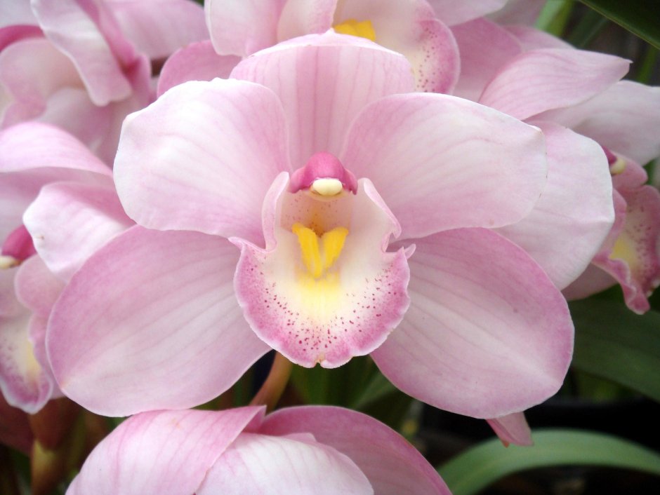 Нежно розовая Орхидея Цимбидиум